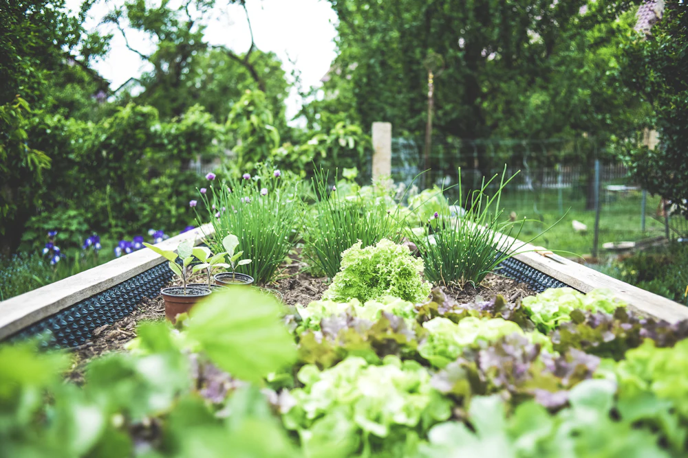 Raised vegetable and herb beds