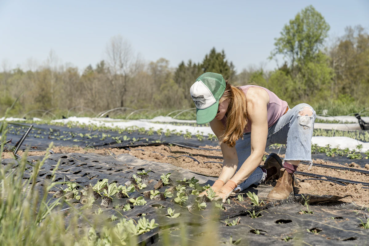 Gardener carefully planting new seedlings