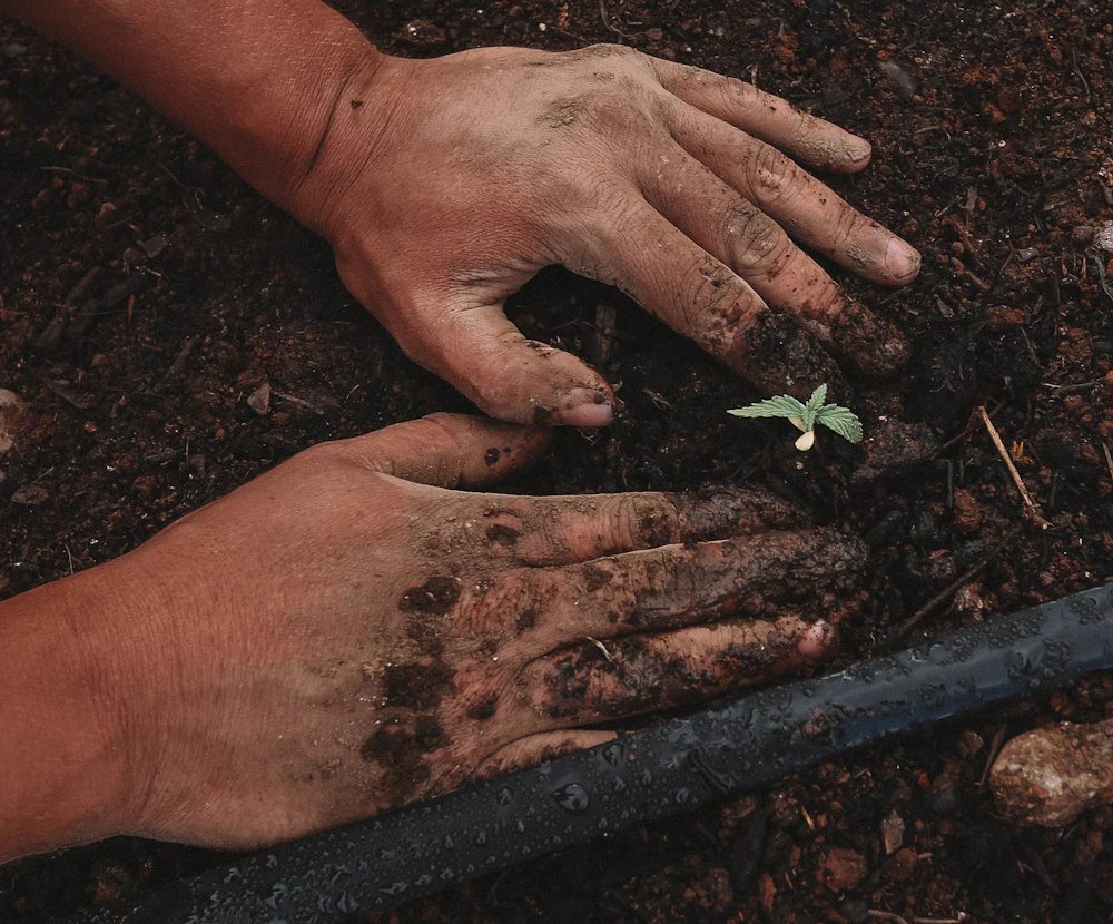 Gardener's hands planting a seedling next to a drip irrigation line