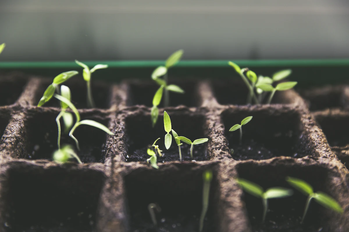 Healthy young seedlings started from seed