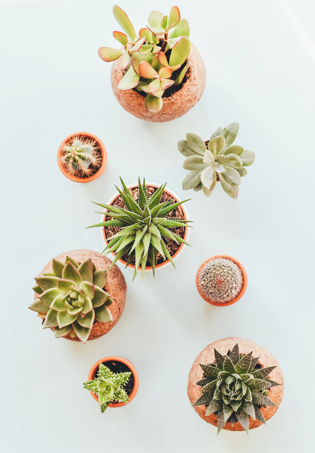 Assorted drought-tolerant succulents